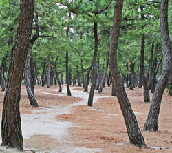 大海悄悄讲述的夏日物语