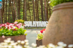 江陵松香树木园